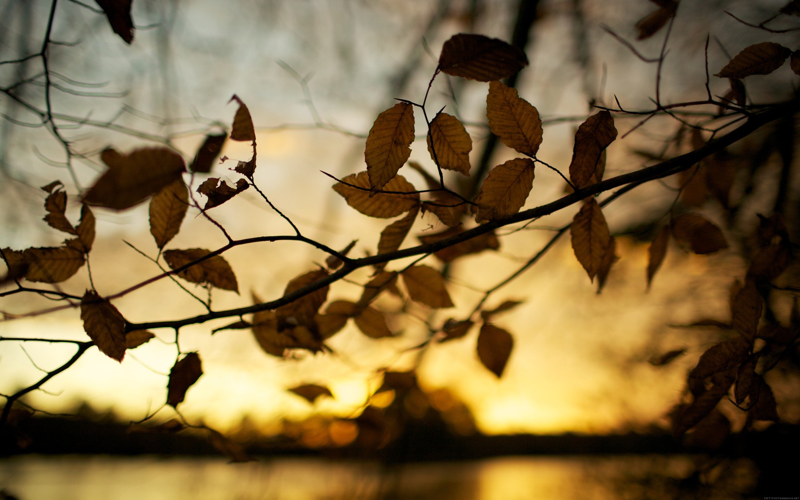 Sunset autumn leaves brown depth of field blurred background wallpaperx1600