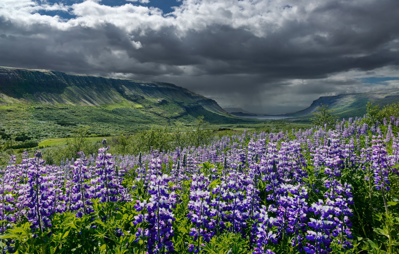 Wallpaper summer, the sky, clouds, flowers, mountains, clouds, valley, Iceland, lupins image for desktop, section пейзажи