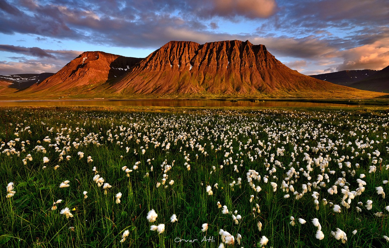 Wallpaper summer, mountains, the evening, Iceland, July, marsh plant Cottongrass, Suganda fjord image for desktop, section пейзажи
