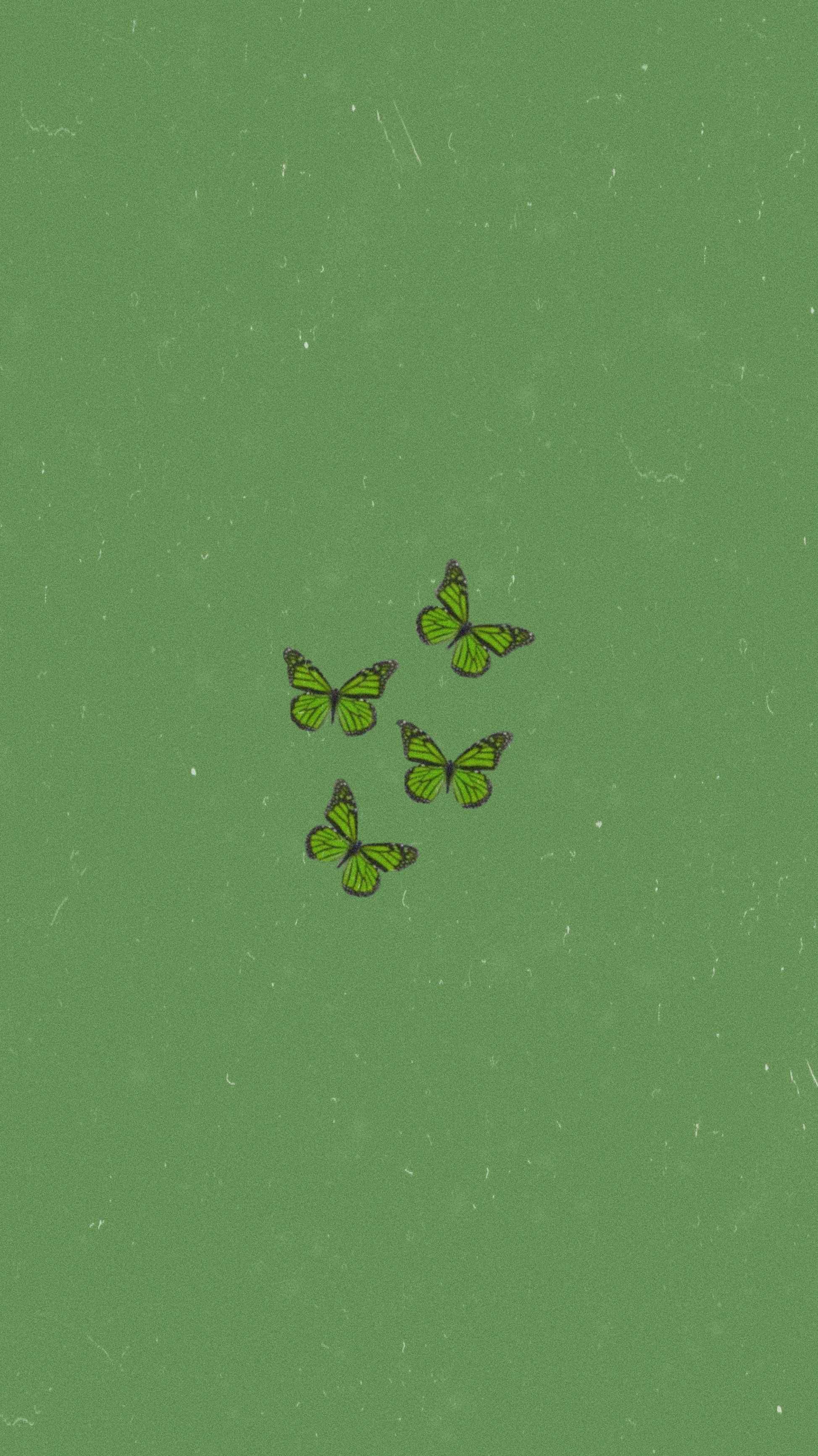 more pretty butterfly's. Papel de parede verde, Parede verde, Fundo de tela fofo