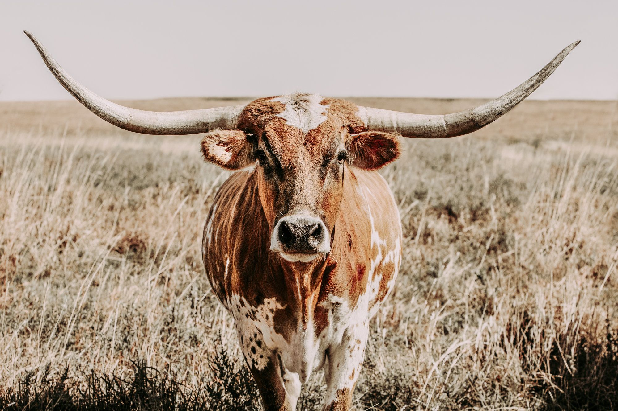 5000 Texas Longhorn Cattle Stock Photos Pictures  RoyaltyFree Images   iStock  Texas hill country Texas ranch Dallas texas