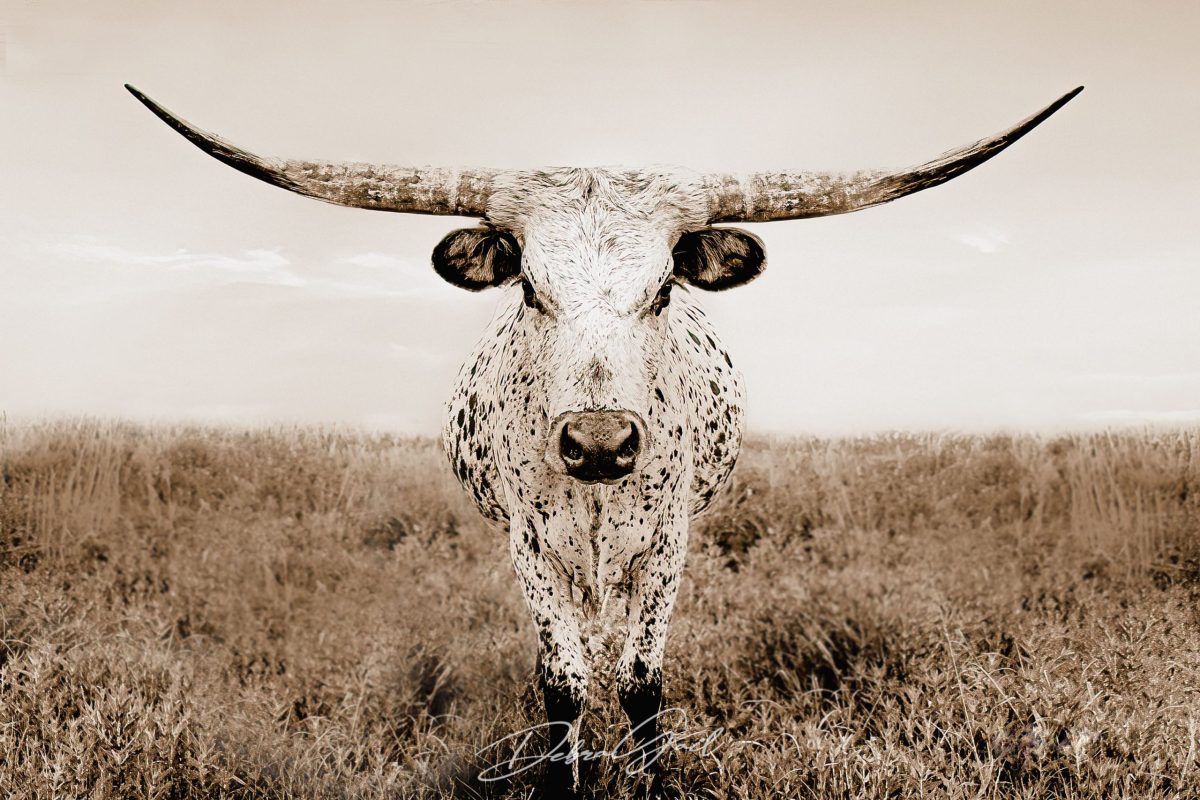 Texas Longhorn Cow Wall Art