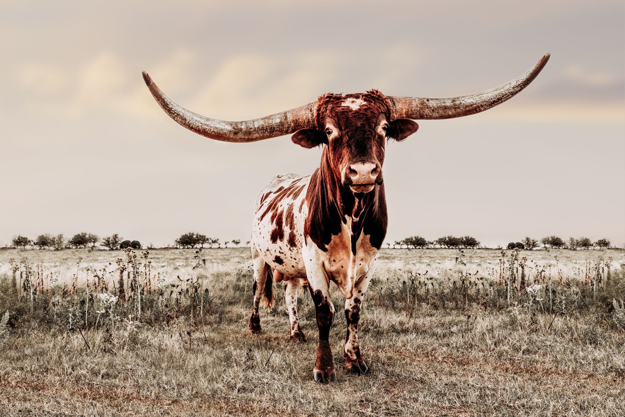 Austin TX Texas Longhorn Bull Canvas or Photo Print. Western. Cow wall art, Western wall art, Cowboy photography