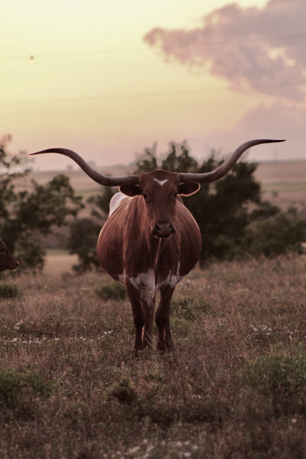 Longhorn Picture. Download Free Image