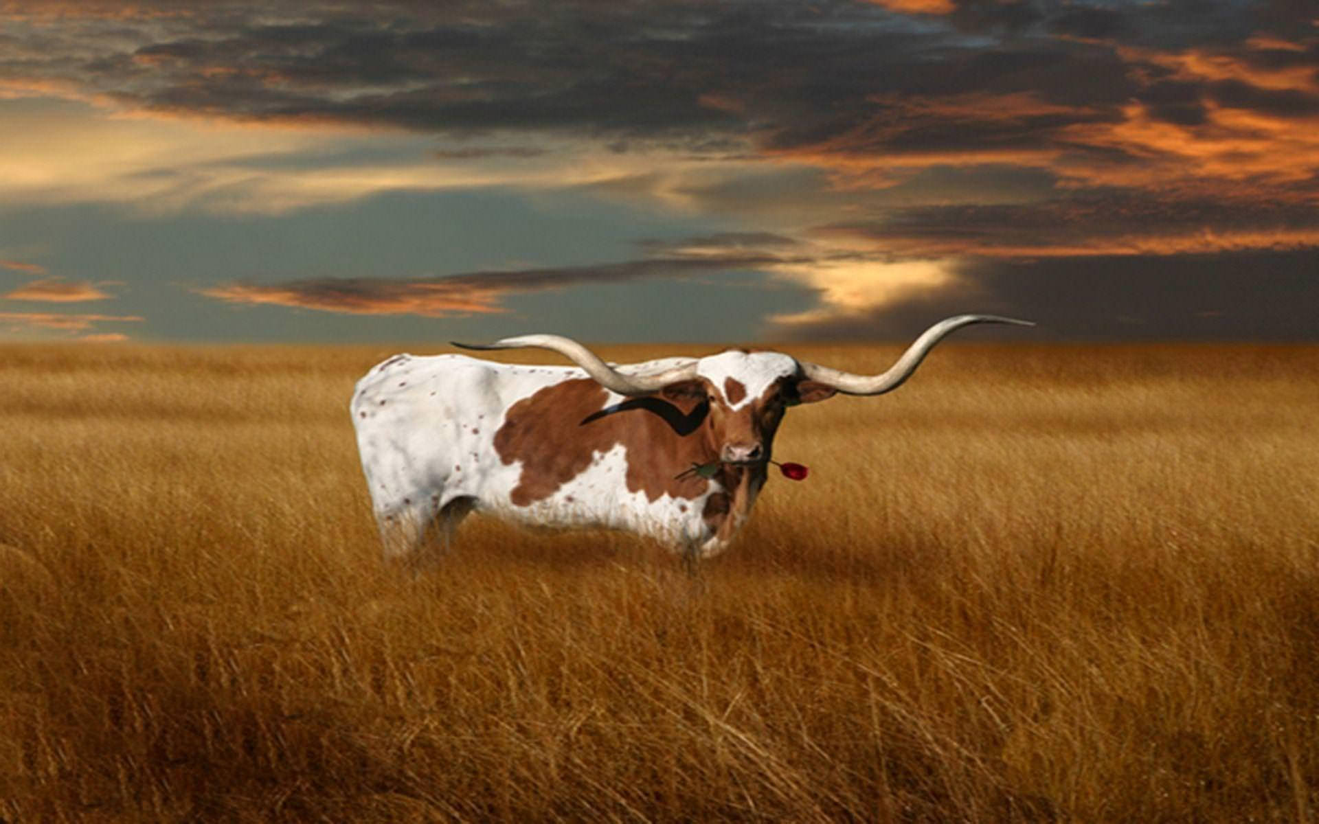 Download Texas Longhorn Cattle Wallpaper