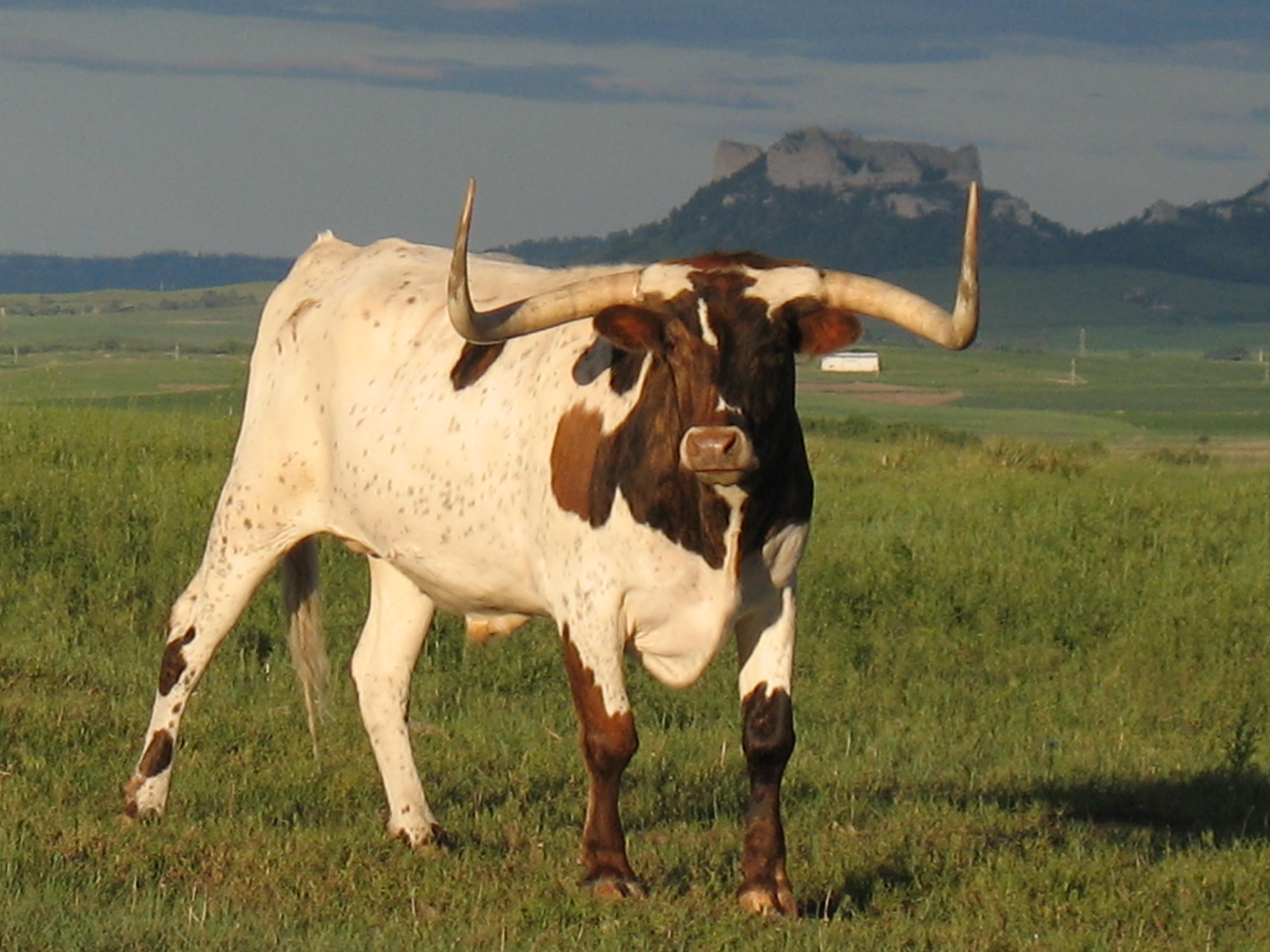 Longhorn Cattle HD Wallpaper