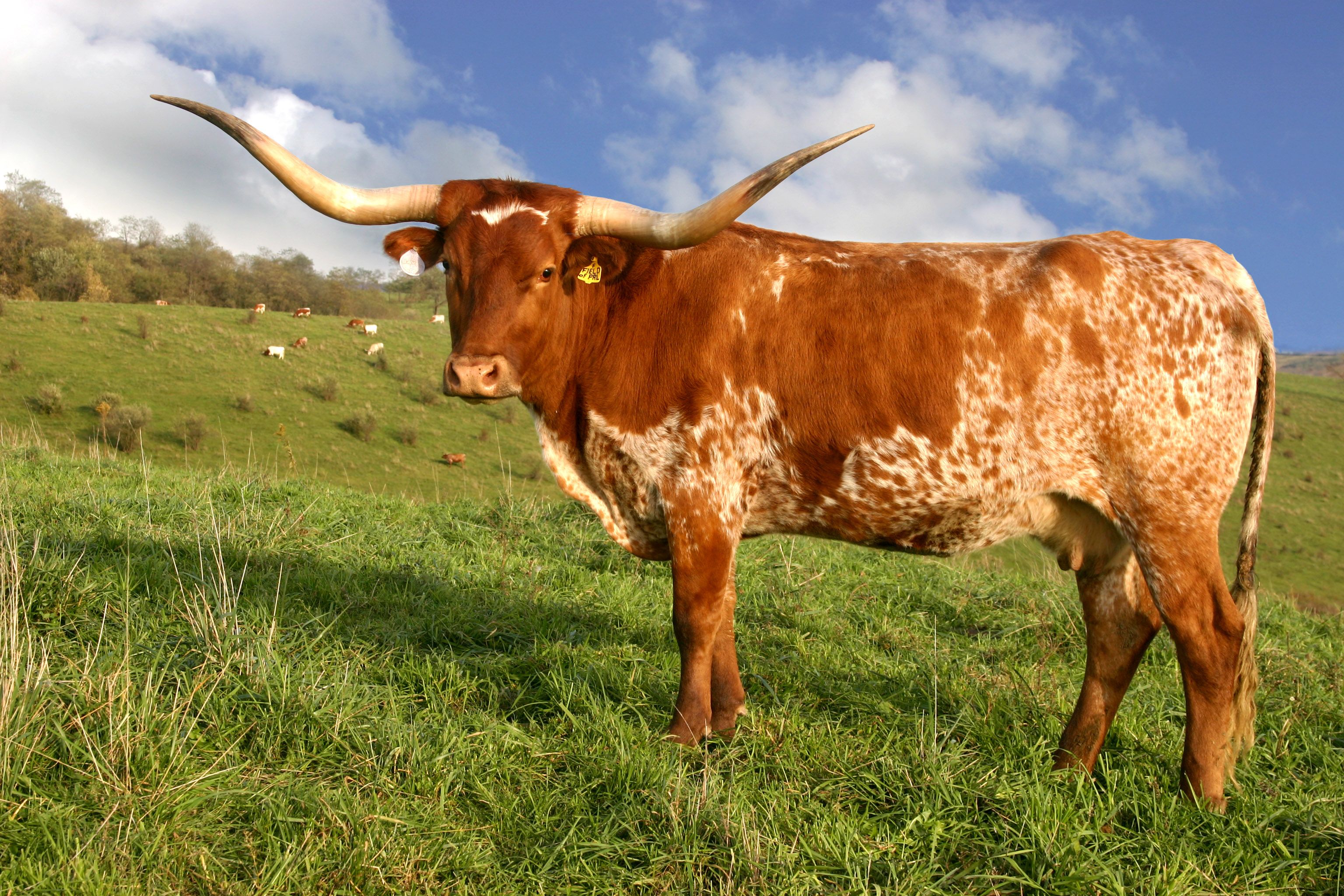 Texas Longhorn Cattle Photo. Longhorn cattle, Longhorn cow, Texas longhorns