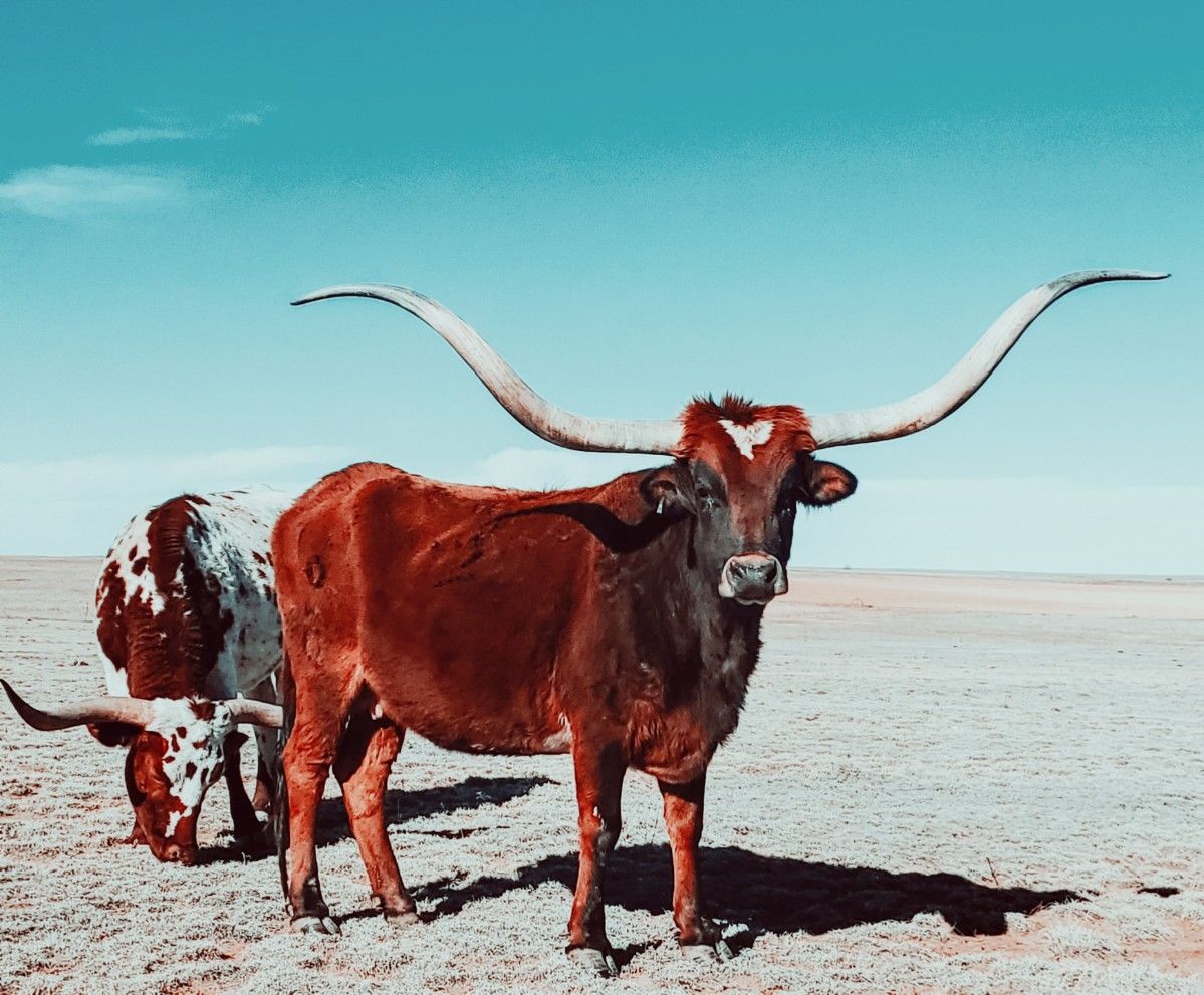 Colorado Longhorn Cattle