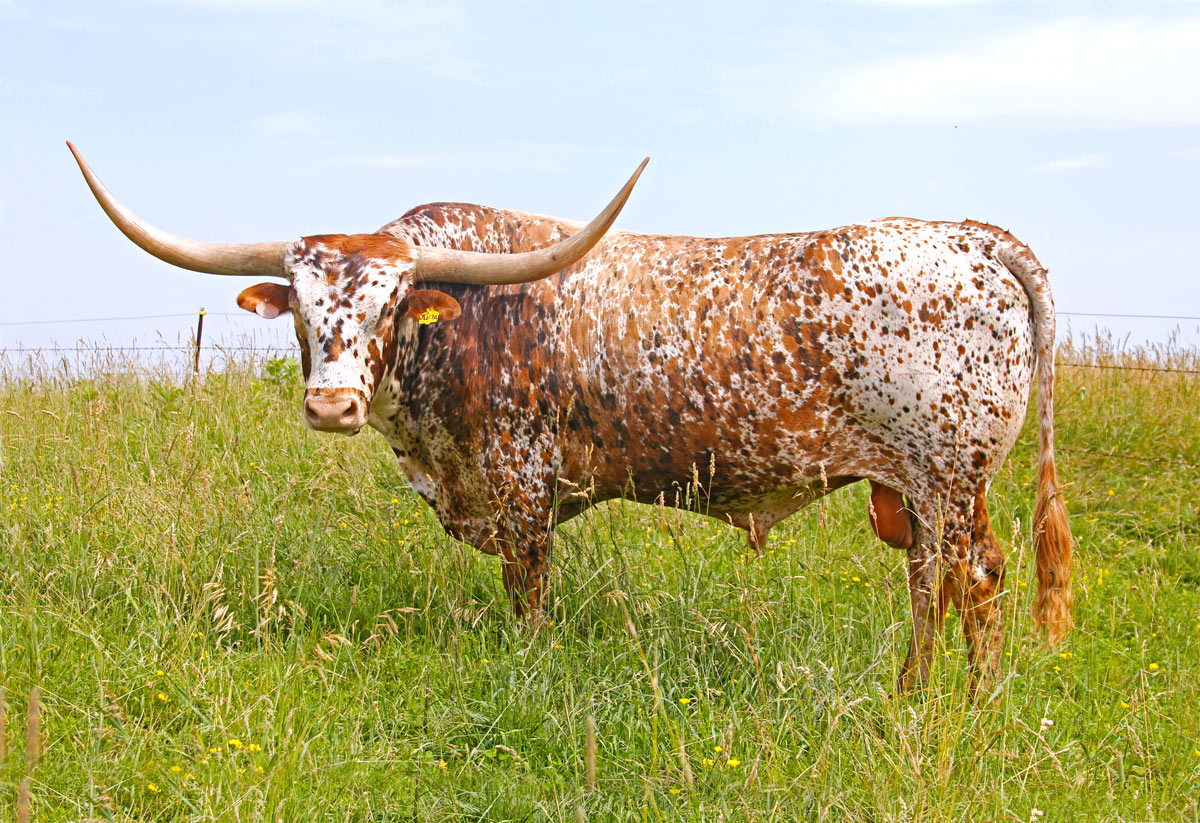 Красно пестрая порода коров фото