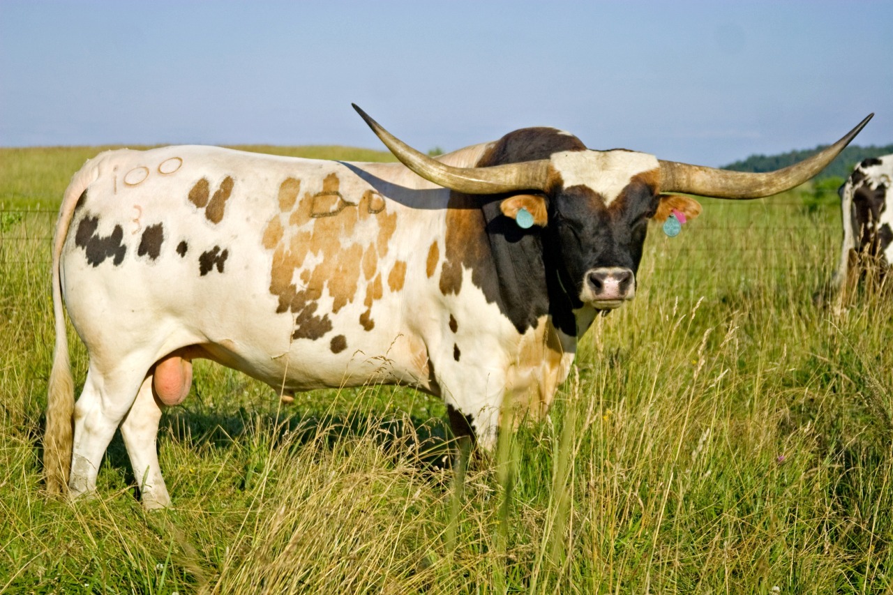 The slower you go the bigger your world gets • TEXAS LONGHORN CATTLE