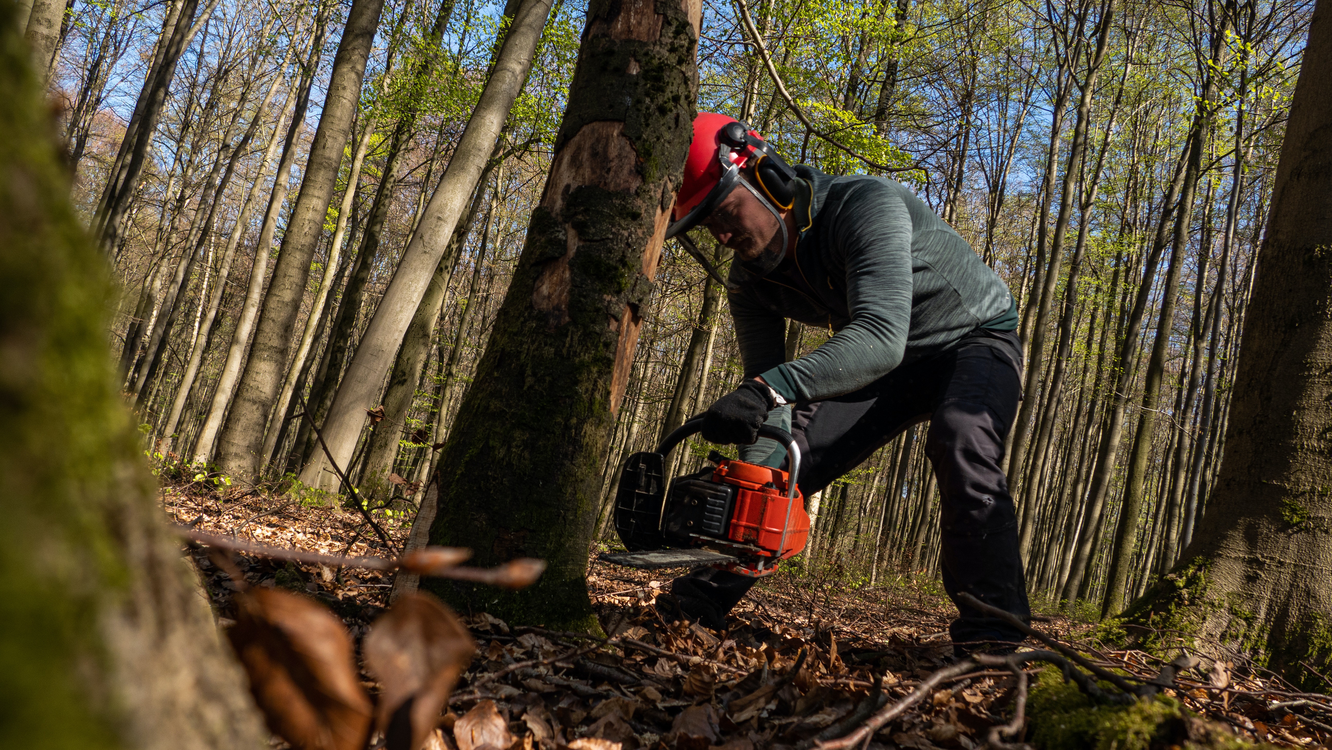 Cutting Trees Photo, Download Free Cutting Trees & HD Image