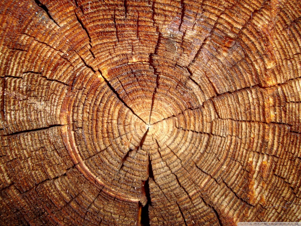Tree Rings Ultra HD Desktop Background Wallpaper for 4K UHD TV, Tablet