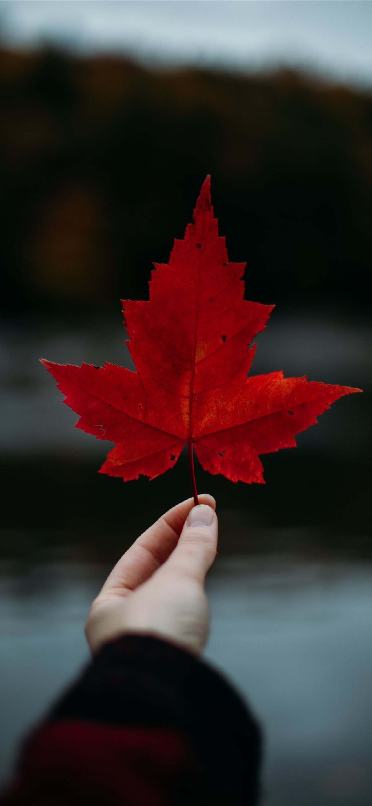 Best Canada flag iPhone HD Wallpaper