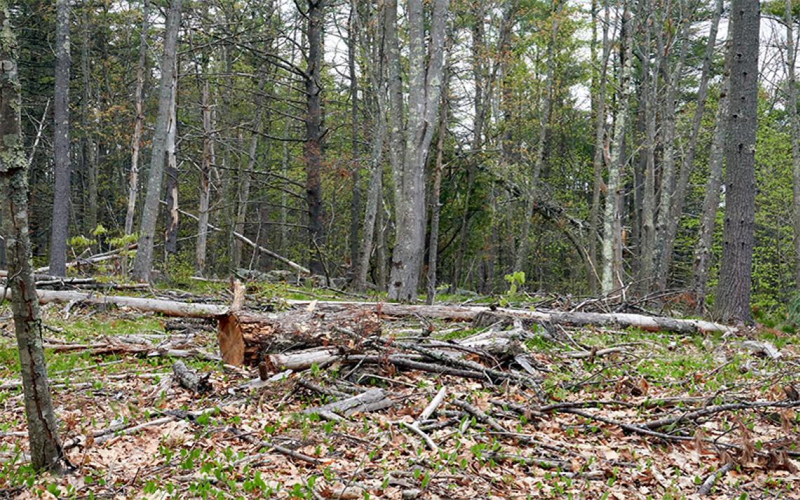 Cutting Trees to Save the Birds