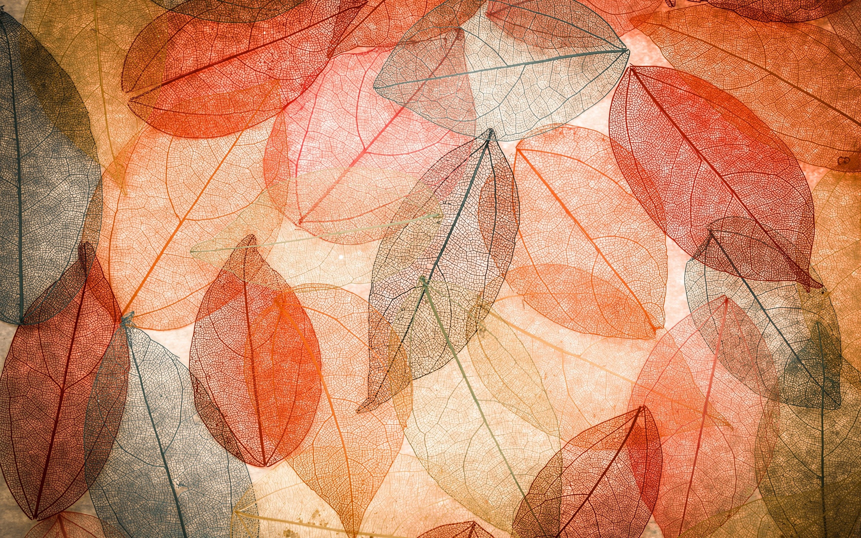autumn, Texture, Leaf Wallpaper HD / Desktop and Mobile Background