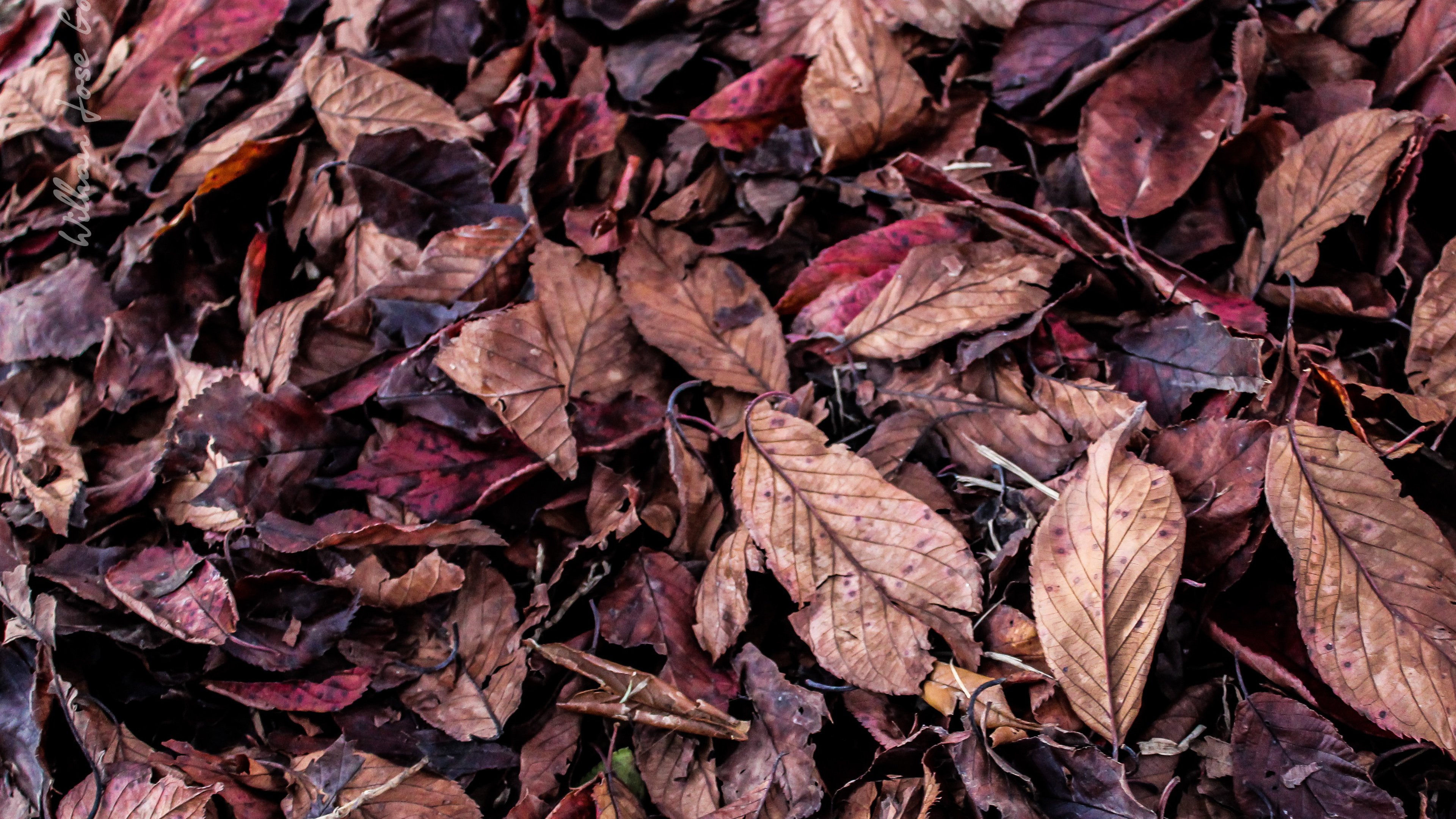 Fall Leaves on Ground Texture Wallpaper, Android & Desktop Background
