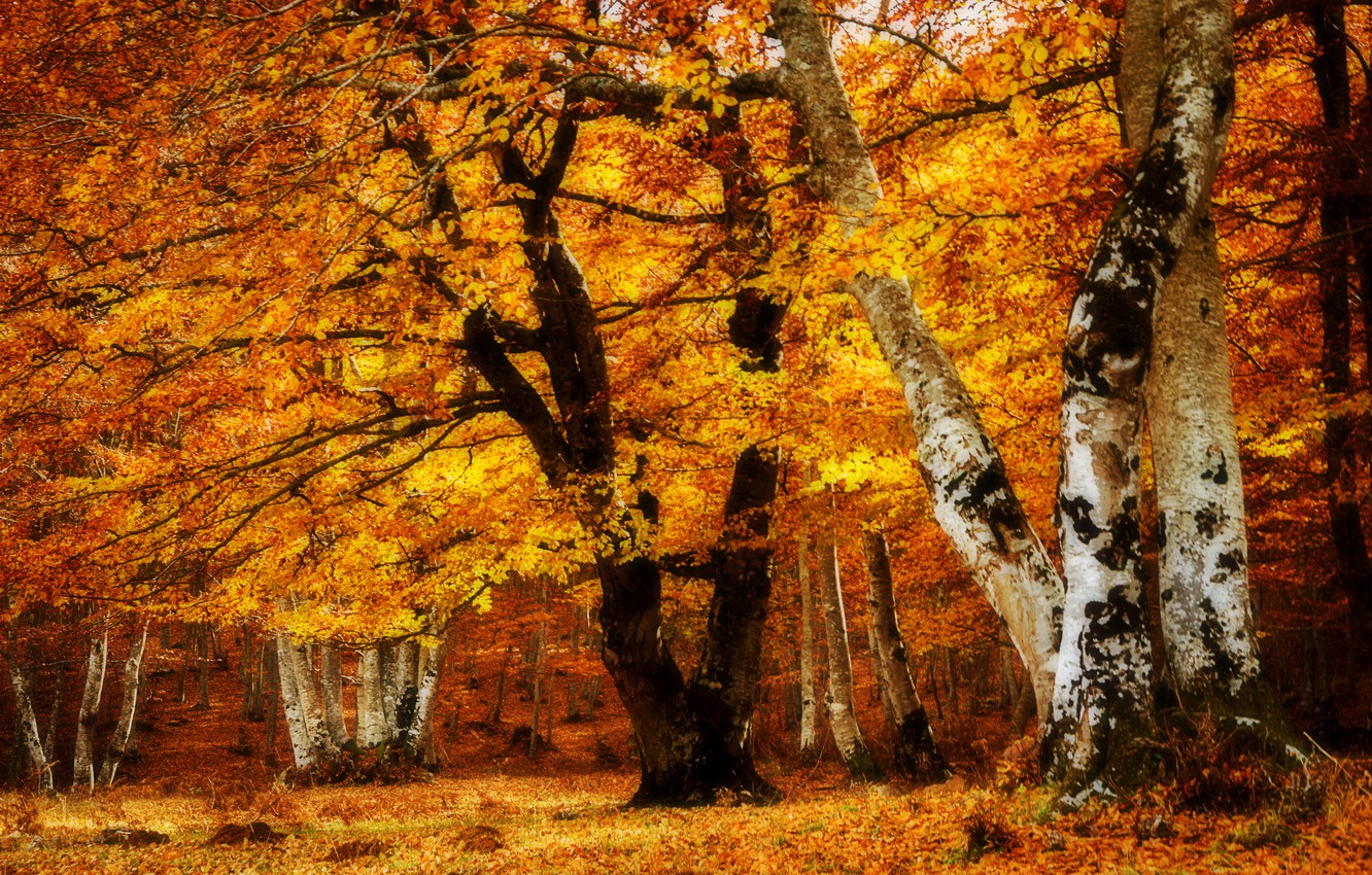 Wallpaper autumn, trees, landscape, Park, foliage, texture image for desktop, section пейзажи