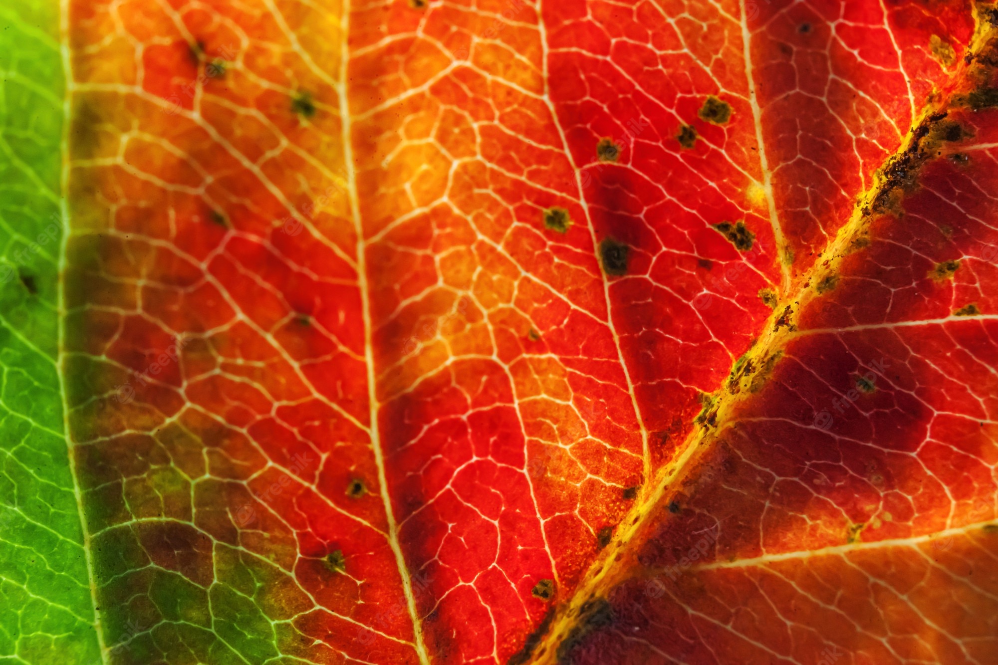 Premium Photo. Closeup autumn fall extreme macro texture view of red orange green wood sheet tree leaf glow in sun background. inspirational nature october or september wallpaper. change of seasons concept