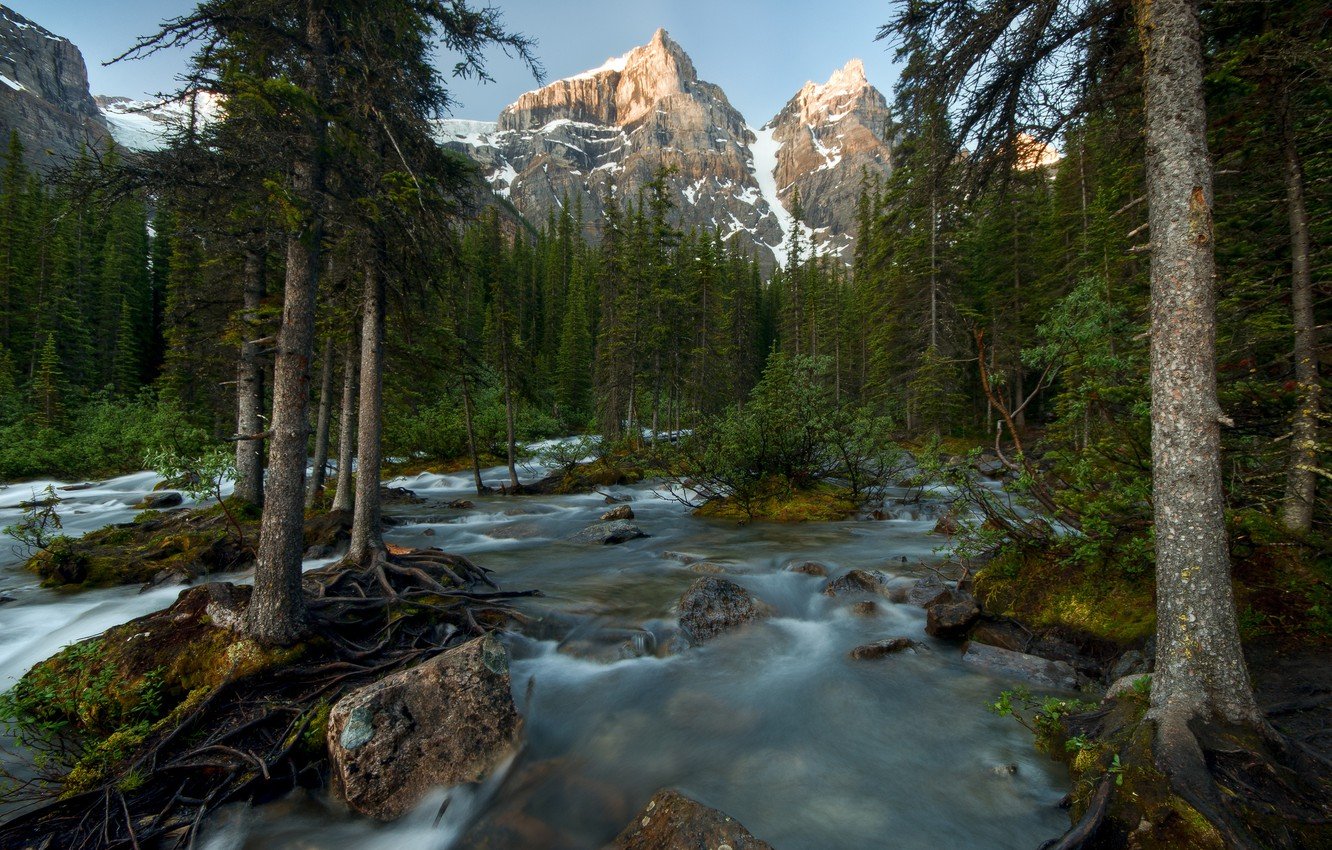 Wallpaper forest, trees, mountains, river, Canada, Banff National Park, Canada image for desktop, section пейзажи