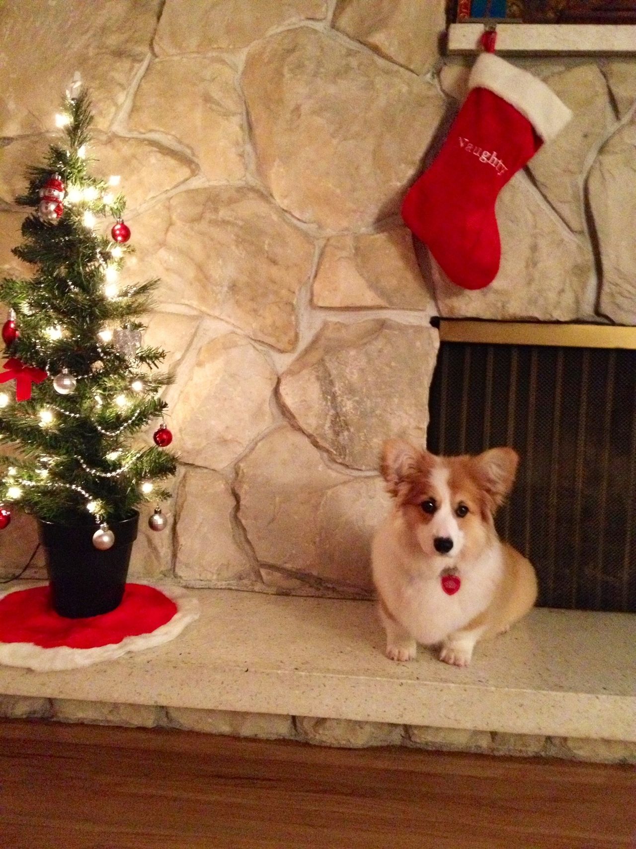 Desktop Wallpaper 12 14 12. Corgi Christmas, Corgi, Lovely Creatures
