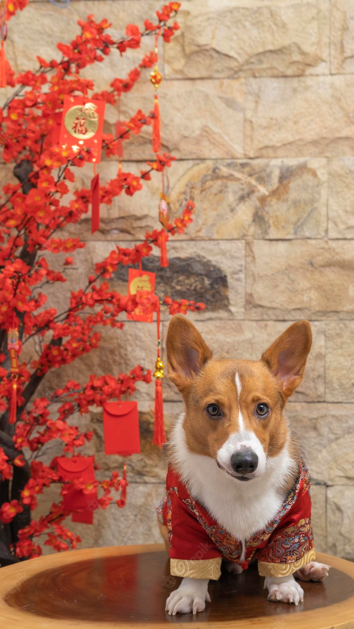 Corgi christmas Image. Free Vectors, & PSD
