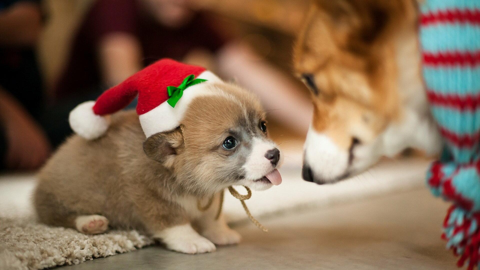 Corgi Christmas Wallpapers - Wallpaper Cave