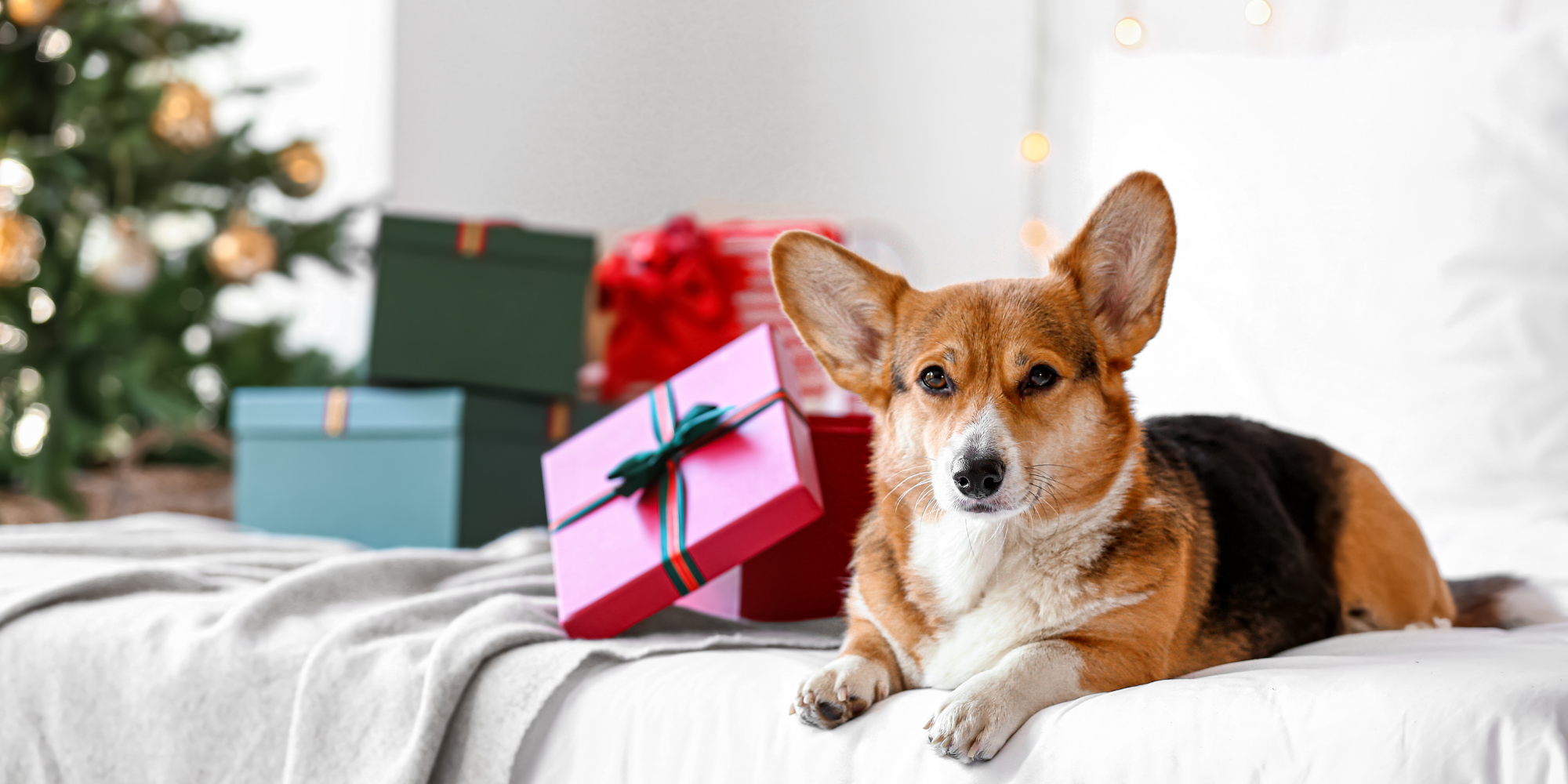 Corgi Christmas Wallpapers - Wallpaper Cave