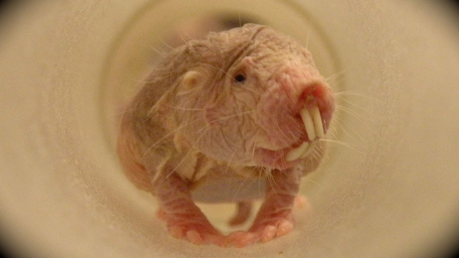 Naked Mole Rat. Mammals