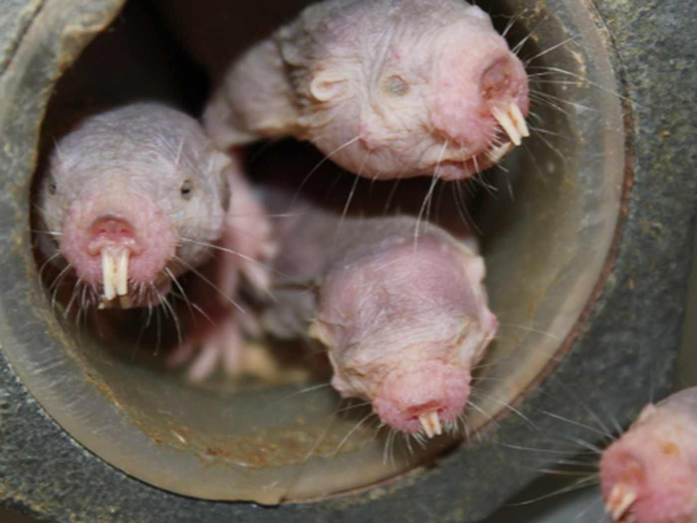 Google wants to use naked mole rats to find the secret to slow aging