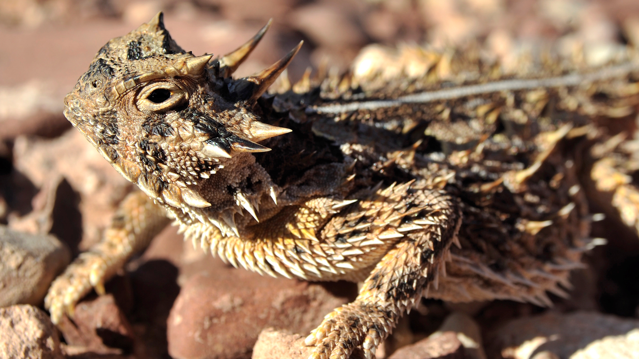 Horned Lizard HD Wallpaper und Hintergründe