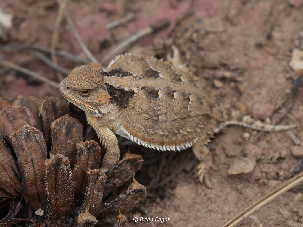 Mountain Short Horned Lizard. Here Are Some Photo Of Some