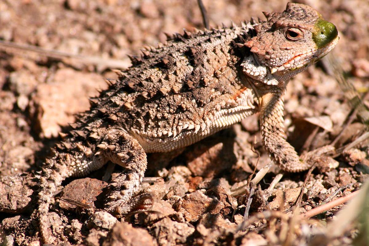 Greater Short Horned Lizard, Photo, Diagrams & Topos