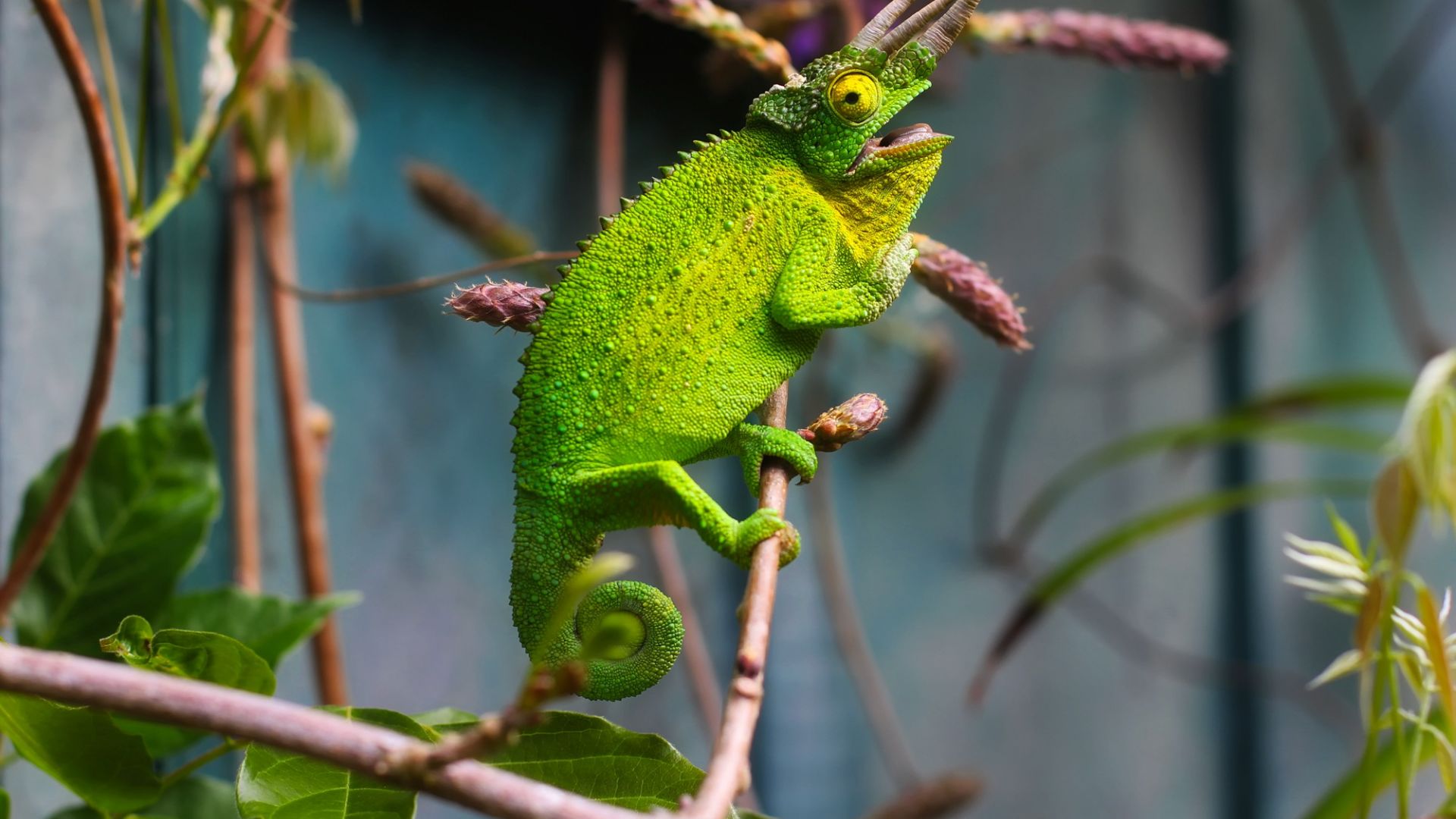 Desktop Wallpaper Green Horned Lizard, Lizards, HD Image, Picture, Background, Wduja9