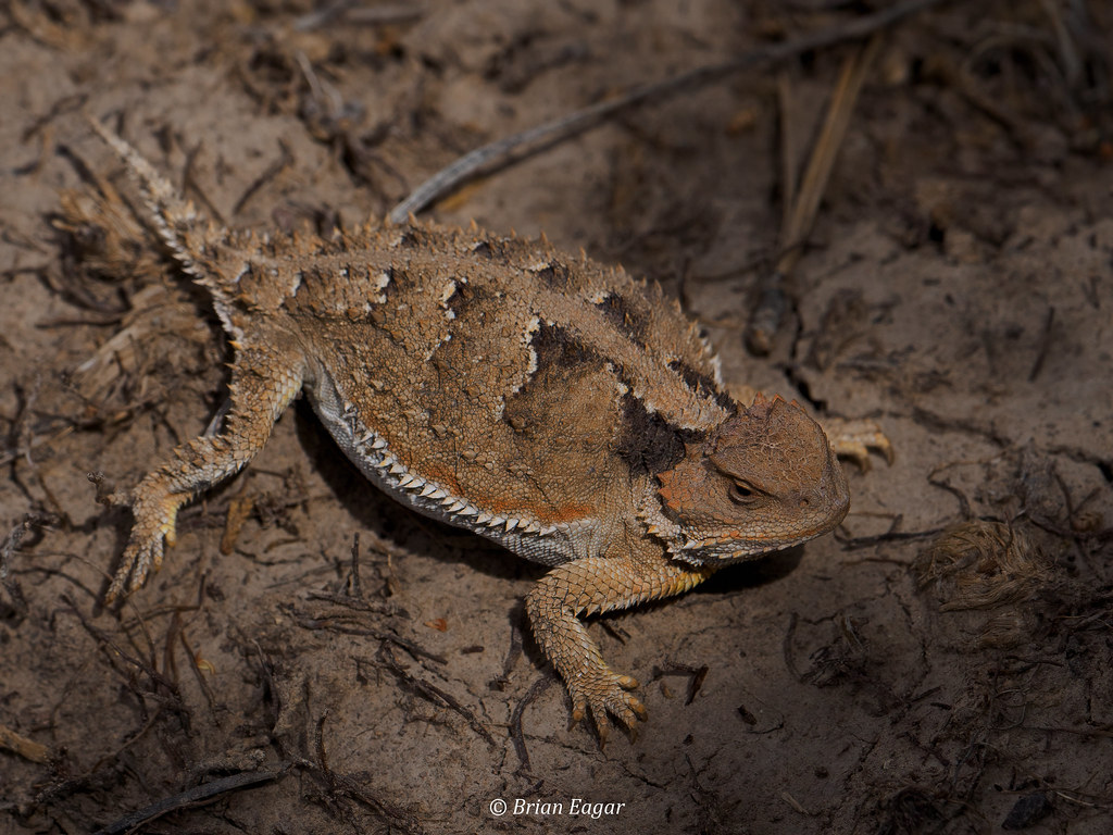 Mountain Short Horned Lizard. Here Are Some Photo Of Some