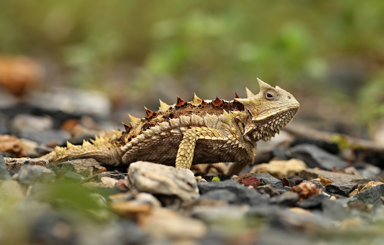 Wallpaper look, nature, stones, lizard, spikes, bokeh, reptile image for desktop, section животные