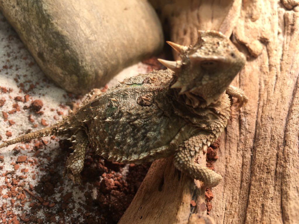 anne devineaux horned #lizard skin properties thanks to lasers. How and why ? See next #Futuris on #euronews, on air from May 21st