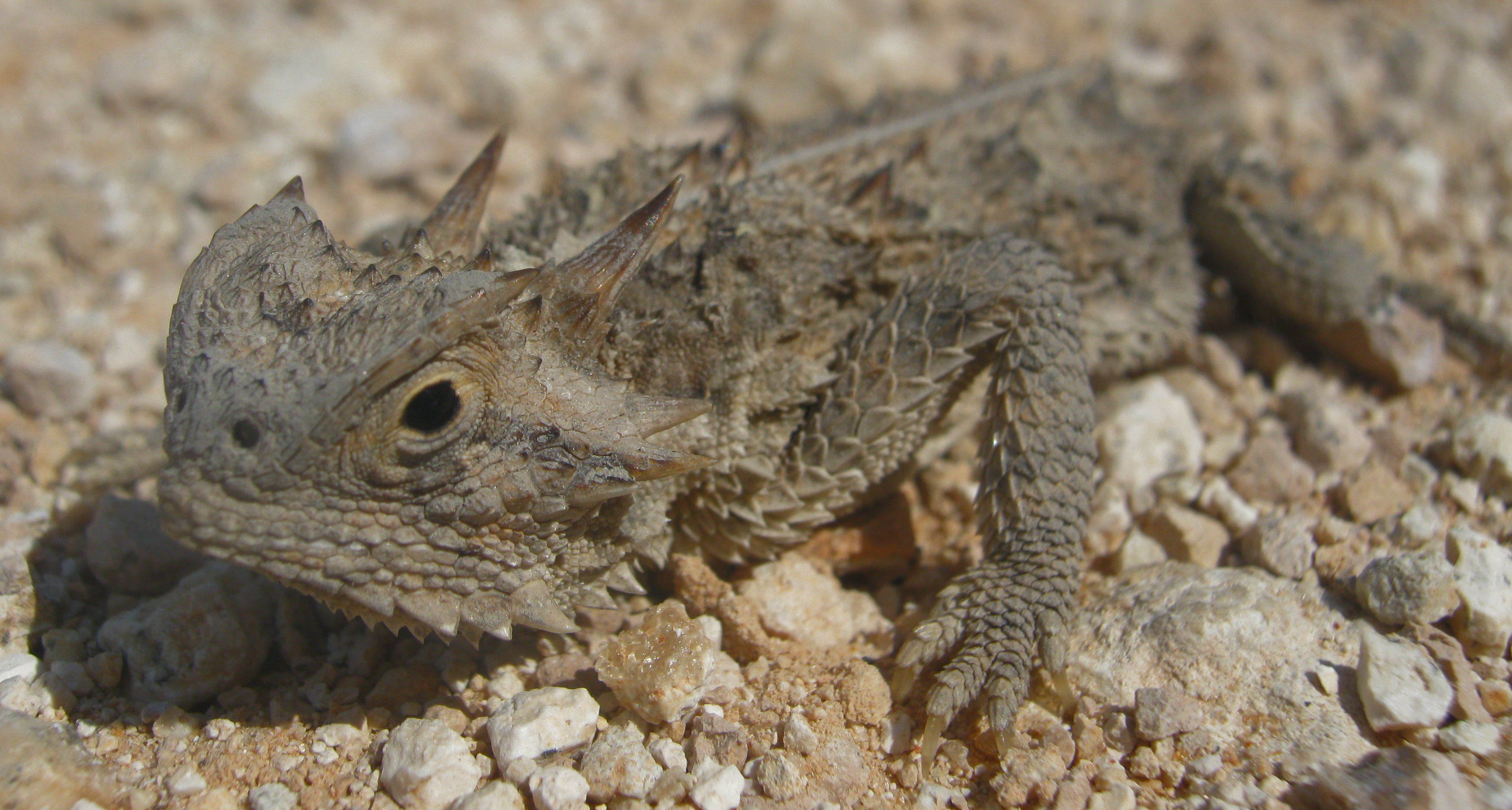 From the field: South Texas