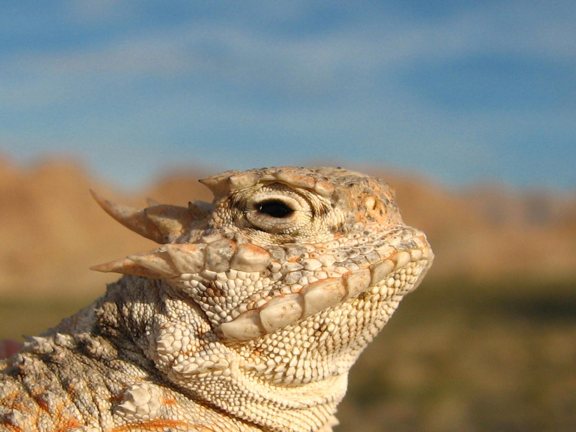 Reintroducing the Horned Lizard Into the Hill Country