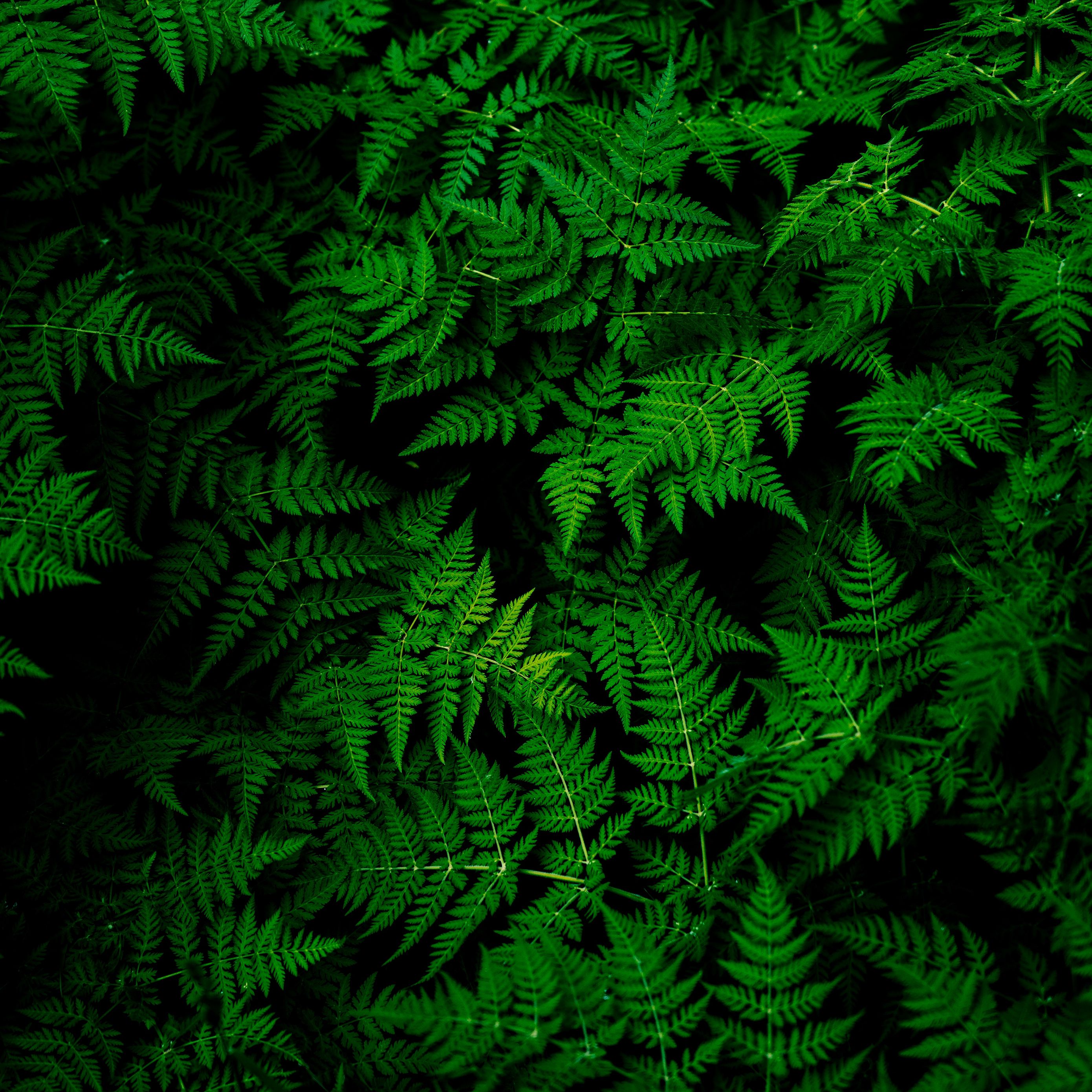 Download wallpaper 2780x2780 leaves, plant, green ipad air, ipad air ipad ipad ipad mini ipad mini ipad mini ipad pro 9.7 for parallax HD background