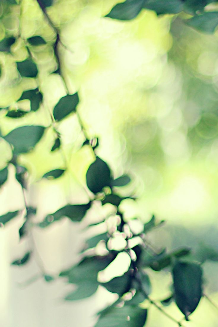 Green Leaves Morning Calm. Green, Wallpaper, Tree wallpaper