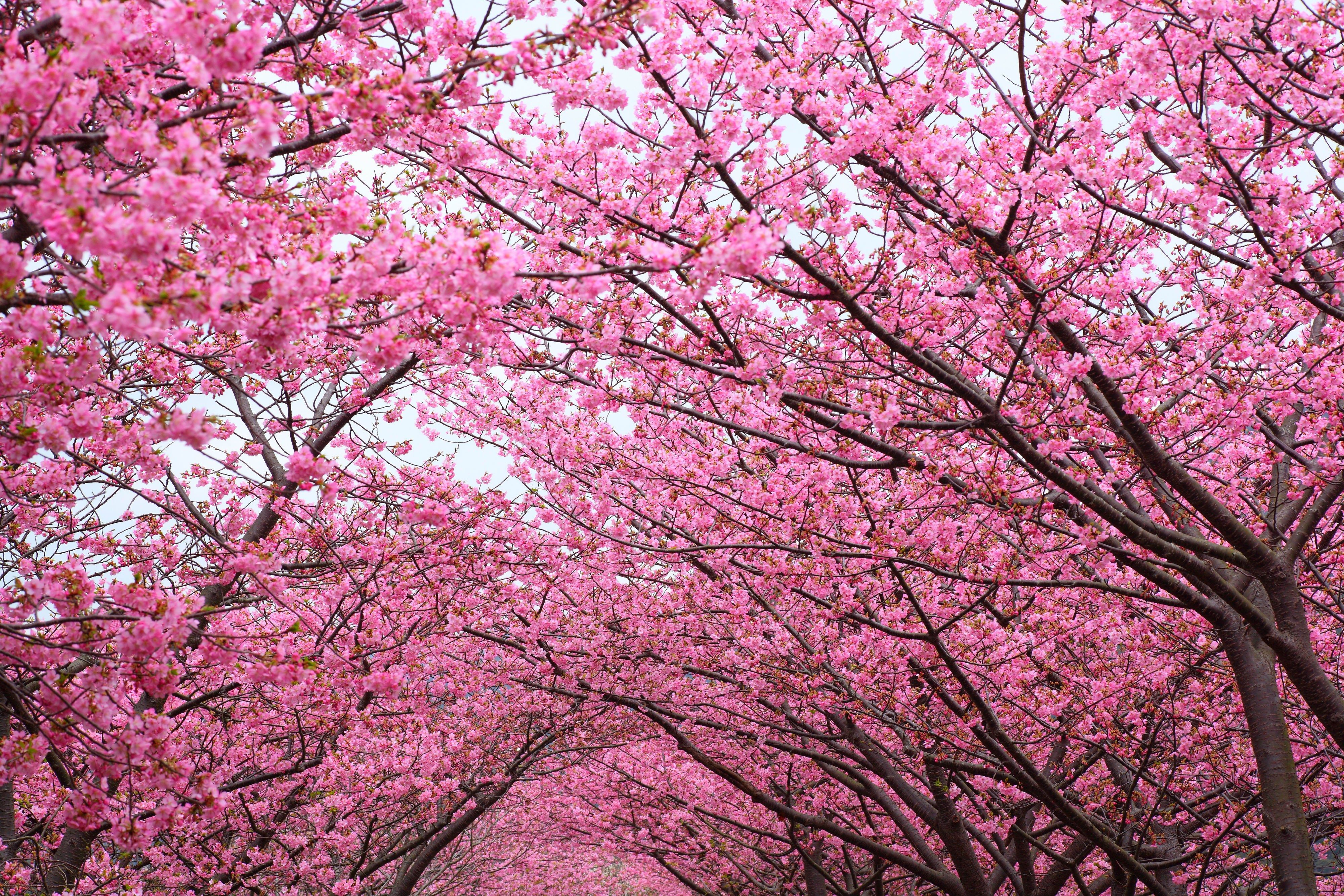 Pink Cherry Blossom Tree Wallpaper Free Pink Cherry Blossom Tree Background