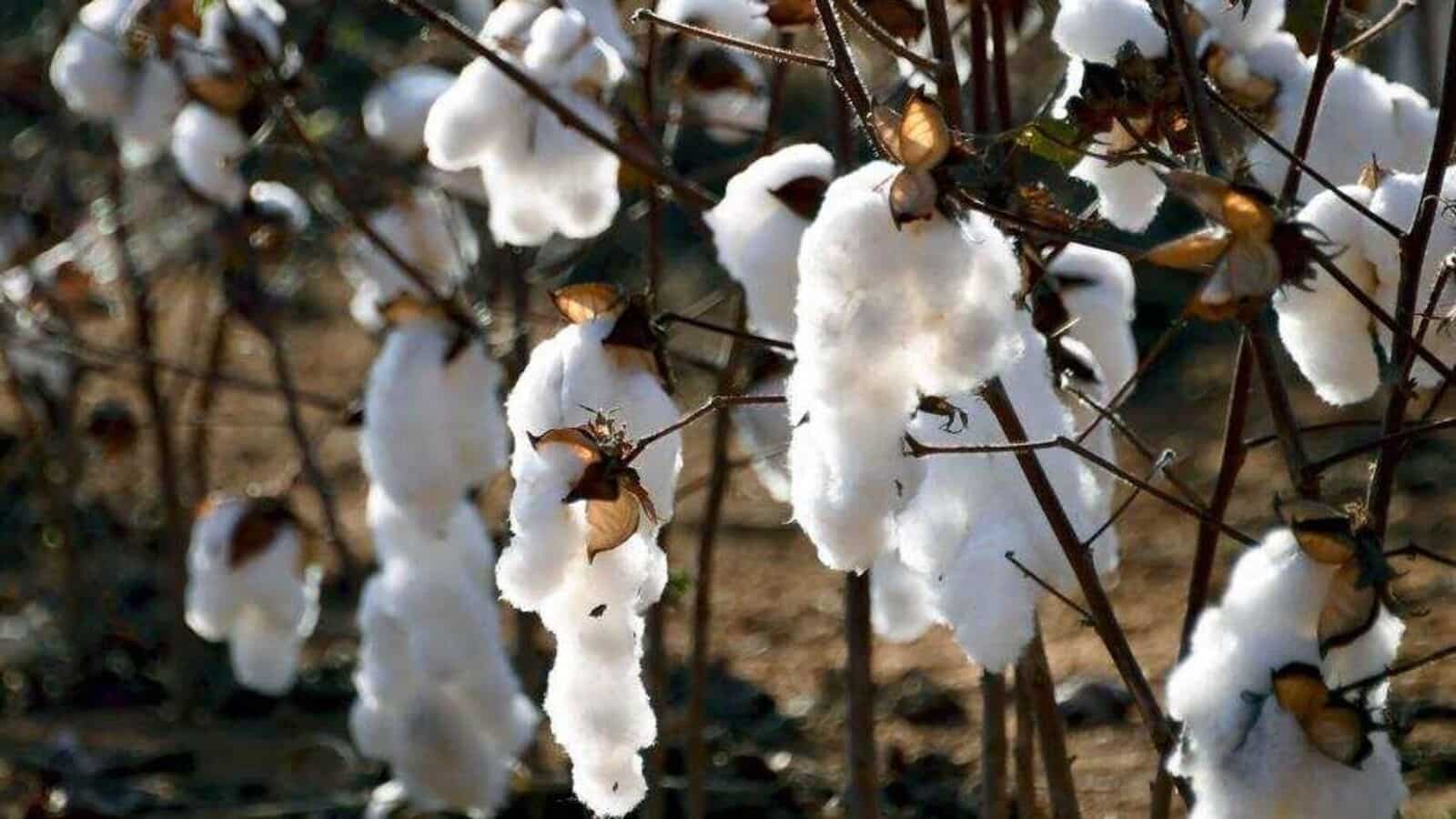 Cotton procurement may remain slow, hitting textiles