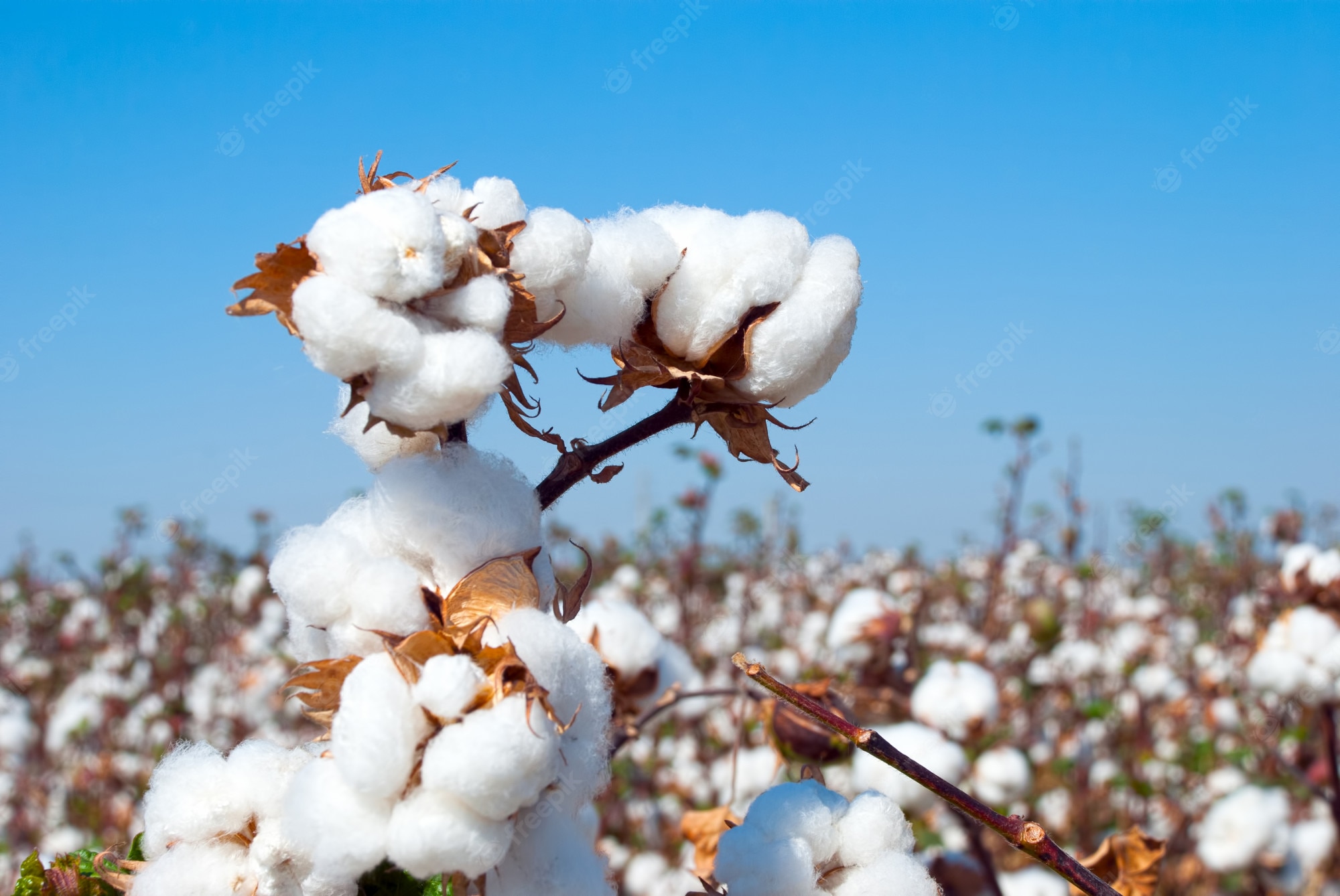 America Has One Of The Best Luxury Cotton Grown In The World