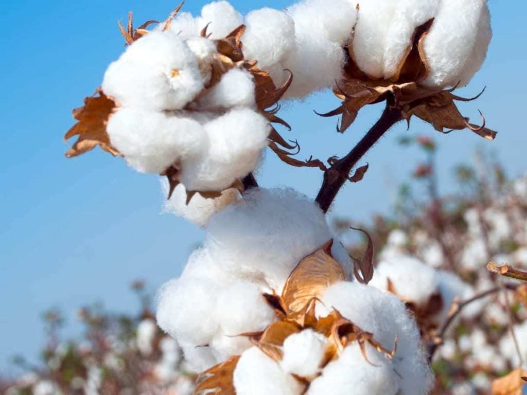 Cotton production target revised downward