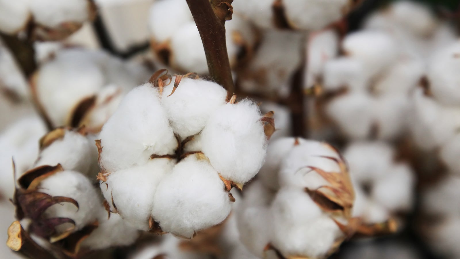 Cotton. Crops. Precision Planting. Ag Tech & Agronomy Solutions