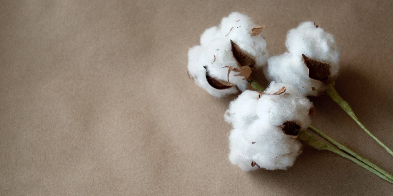Cotton production must be revived, according to the Textile Giant Magazine, Textile News, Apparel News, Fashion News