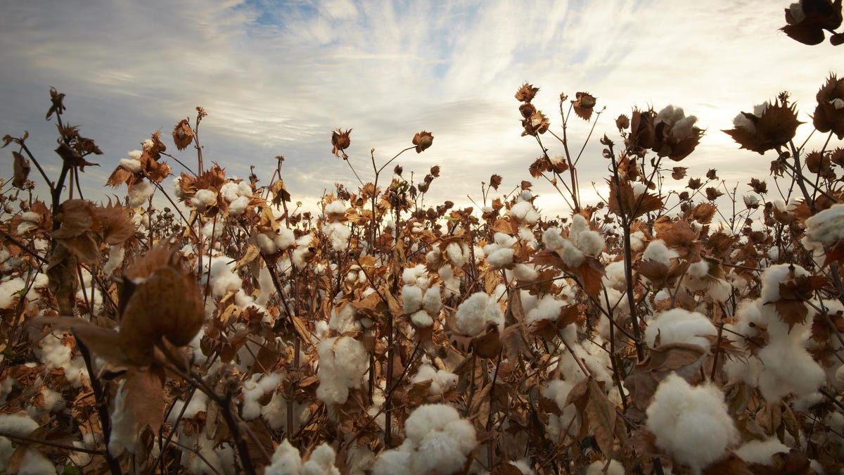 America Has One Of The Best Luxury Cotton Grown In The World