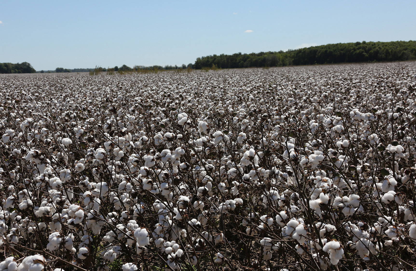 Cotton. Mississippi State University Extension Service