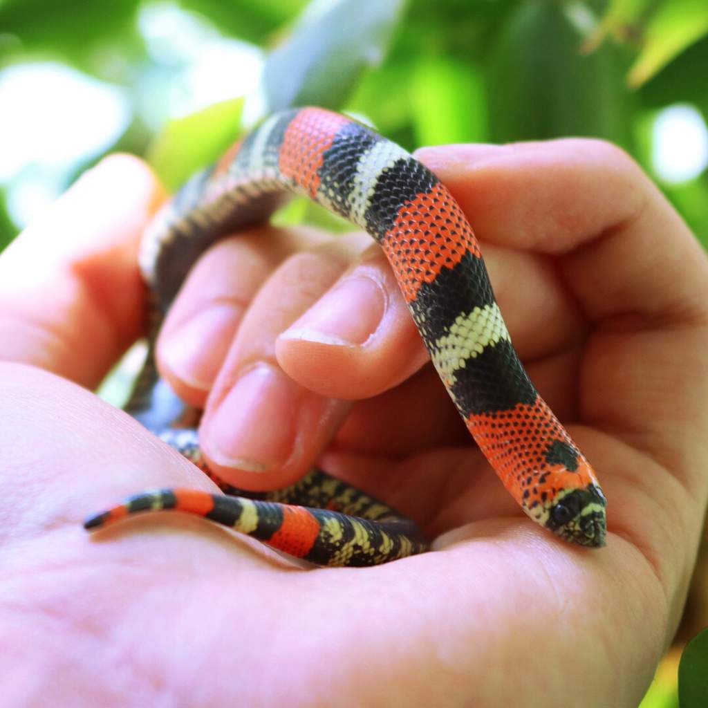 Some pics of my Tricolor hognose! These guys are one of my favorite snakes