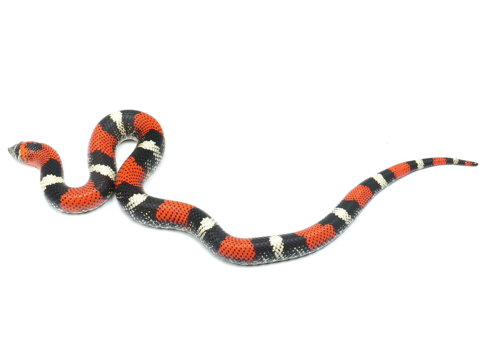 Female Tricolor Hognose Snake